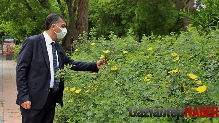 Sarıgüllük Mahallesi sarı güllerle donatıldı