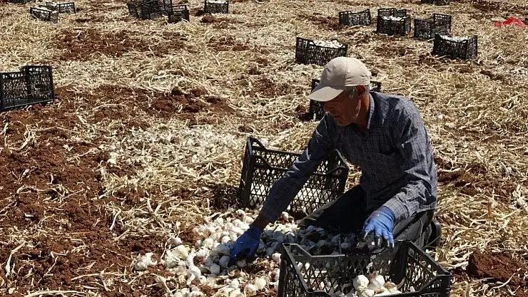 Sarımsak hasadını sürdüren çiftçiler yüksek rekolteden memnun