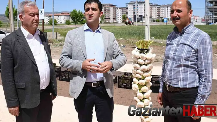 Sarımsak ve firik üreticileri altın için yarıştı