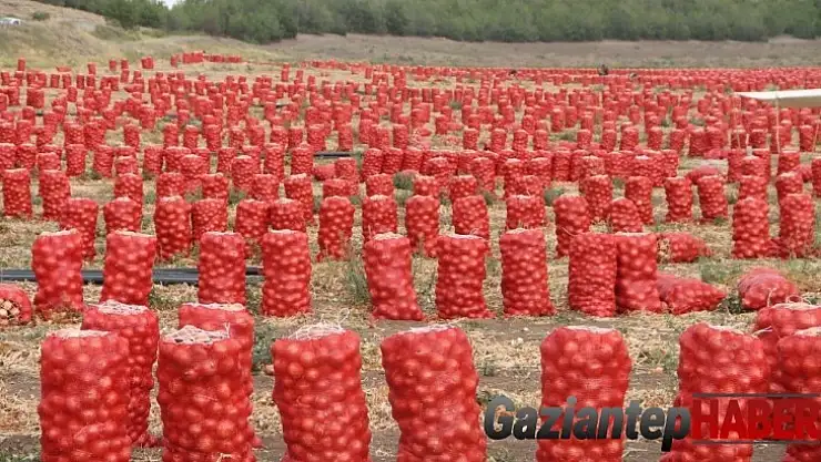 Soğan tarlada 80 kuruş, tezgahta 1,5 lira