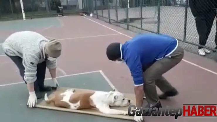 Gaziantep'teki pitbul saldırısından sonra İstanbul'da iki çocuğa pitbul saldırısı