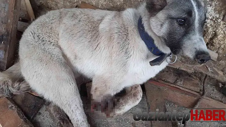 Tüfekle vurulan köpeğin ayağı parçalandı
