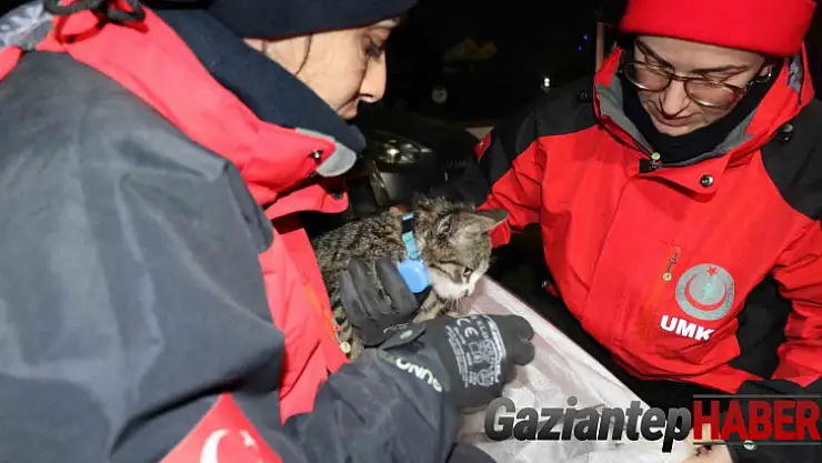 Yavru kedi saatler sonra enkaz altından canlı çıktı