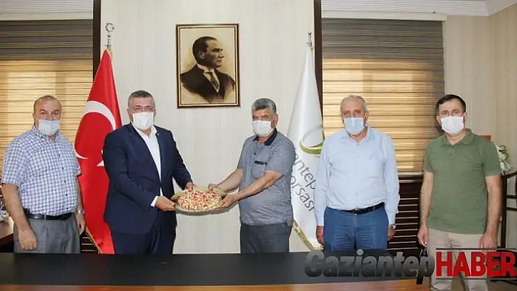 Antep fıstığında yılın ilk ürünü hasat edildi