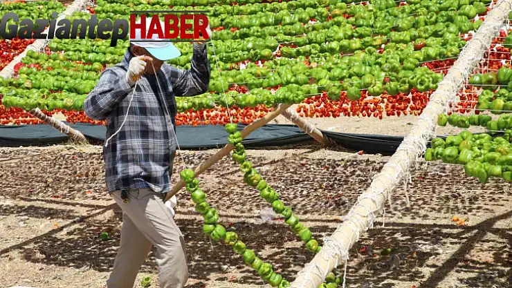 Yılın ilk kurutmalıkları güneşe bırakıldı