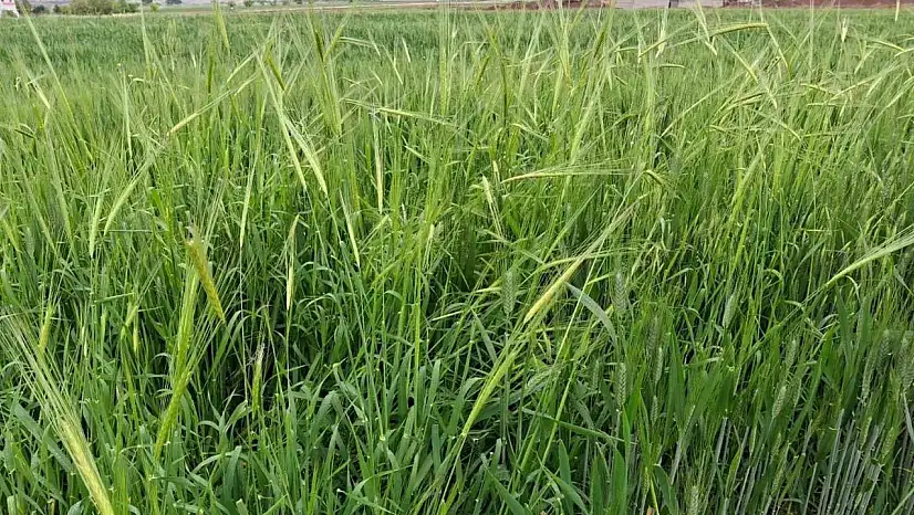 Araban'da etkili olan yağmur çiftçinin yüzünü güldürdü