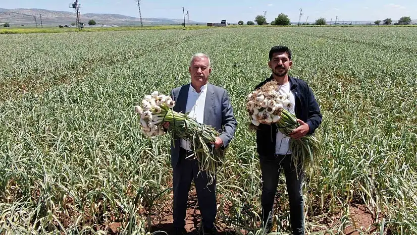 Gaziantep'te AB tescilli Araban sarımsağının hasadı başladı