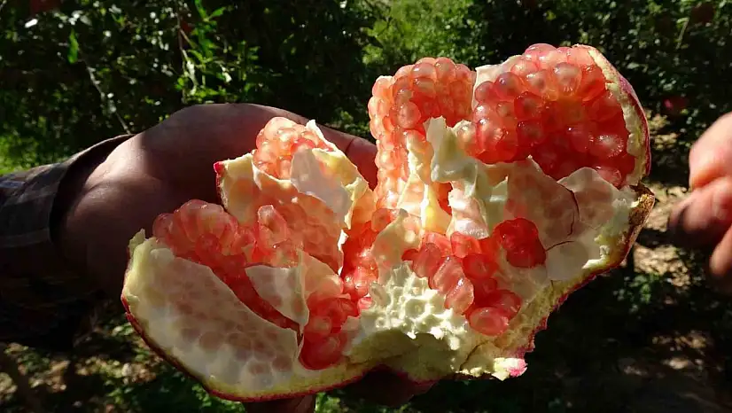 Gaziantep'te nar hasadı başladı