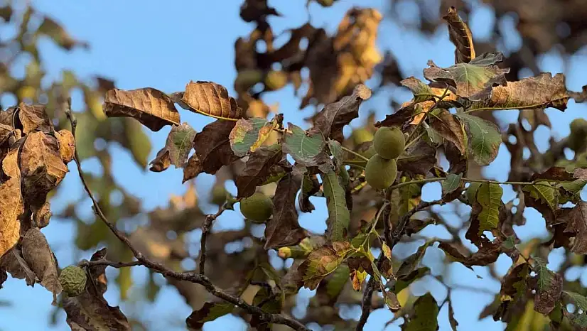 Sıcaklardan etkilenen ceviz ağaçlarının yaprakları ile meyveleri kurudu