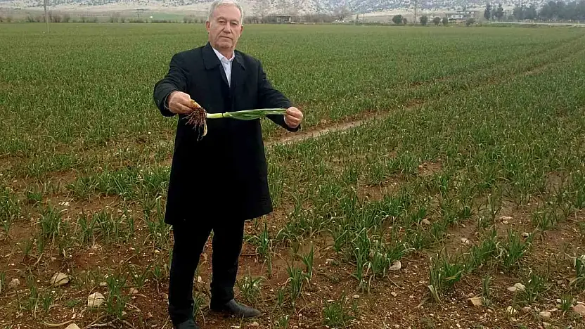 Altun, 'Yağışlar AB Tescilli Araban Sarımsağının kalite ve rekolteyi arttıracak'