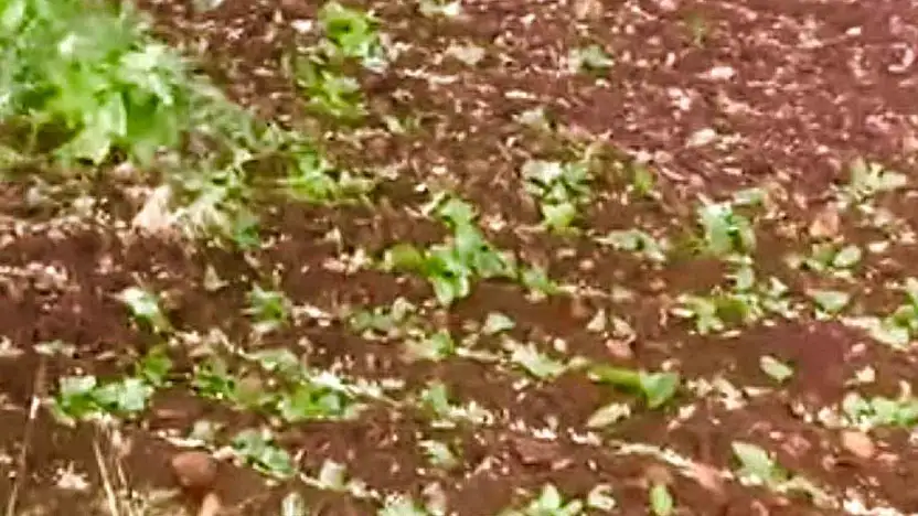 Araban'da dolu yağışı etkili oldu
