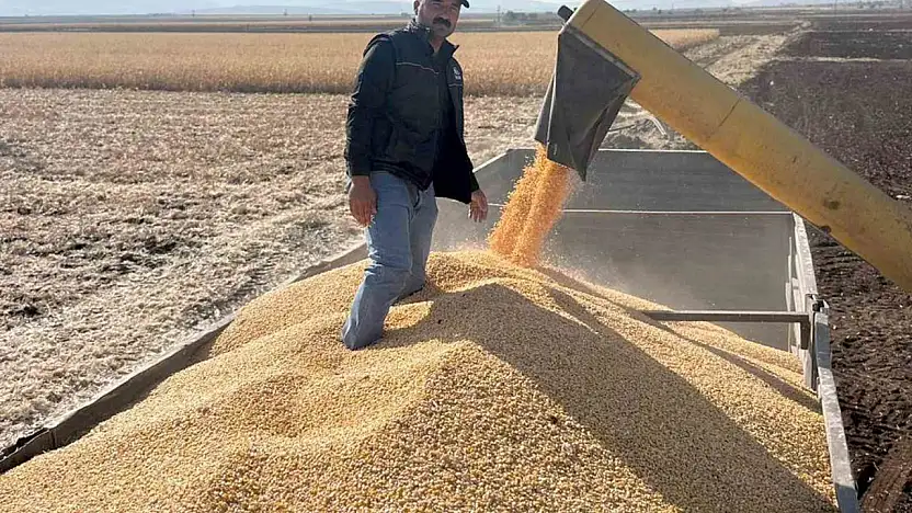 Araban Ovası'nda mısır hasadına başlandı