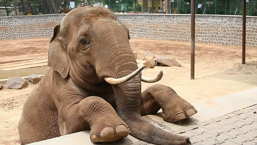 Fatma Şahin'den CHP'li Başarır'a yalanlama