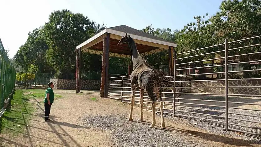 Gaziantep Doğal Yaşam Parkı'nın maskotu zürafa öldü