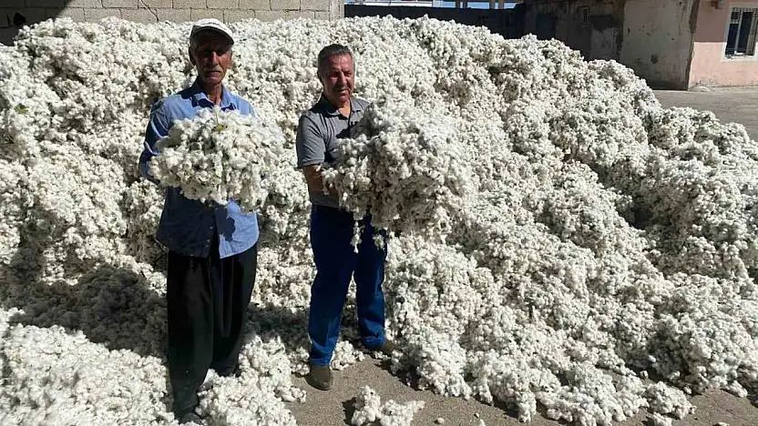 Gaziantep'in Araban ilçesinde pamuk hasadı başladı