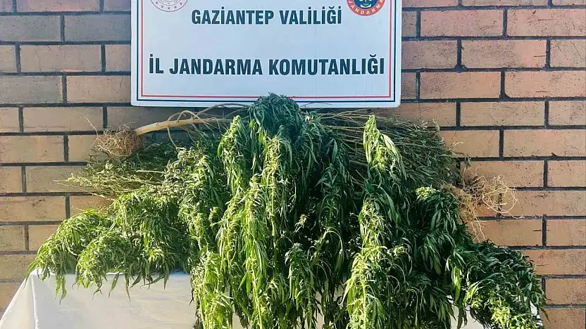 Gaziantep'te 145 kök kenevir ele geçirildi