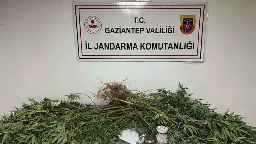 Gaziantep'te 5 kilo esrar ile 178 kök kenevir ele geçirildi: 4 gözaltı