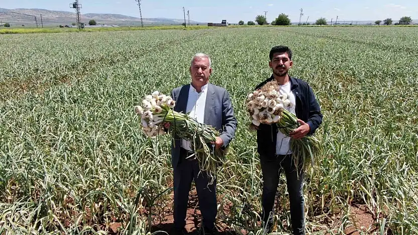 Gaziantep'te AB tescilli Araban sarımsağının hasadı başladı
