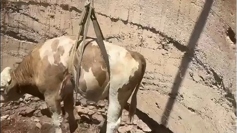 Gaziantep'te çukura düşen görme engelli dana kurtarıldı