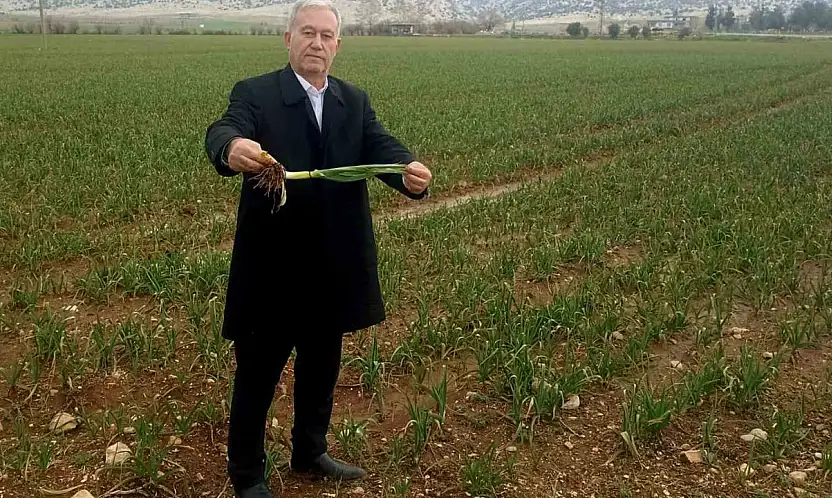 Altun, 'Yağışlar AB Tescilli Araban Sarımsağının kalite ve rekolteyi arttıracak'