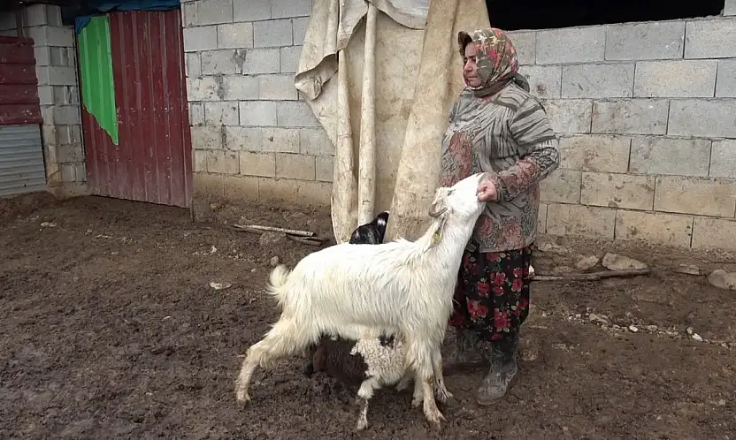 Annesinin kabul etmediği kuzuyu keçiler sahiplendi