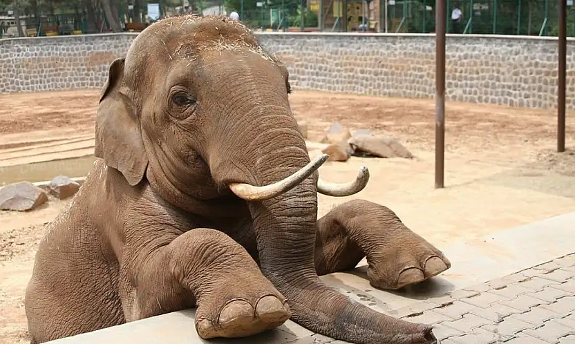 Fatma Şahin'den CHP'li Başarır'a yalanlama
