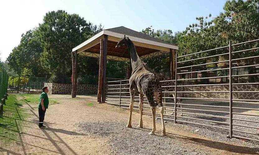 Gaziantep Doğal Yaşam Parkı'nın maskotu zürafa öldü