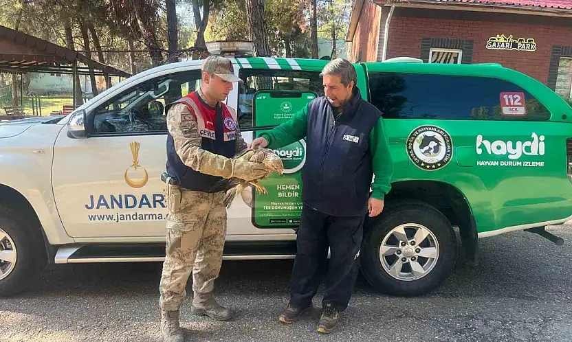 Gaziantep'te yaralı halde bulunan kartal, tedavi altına alındı