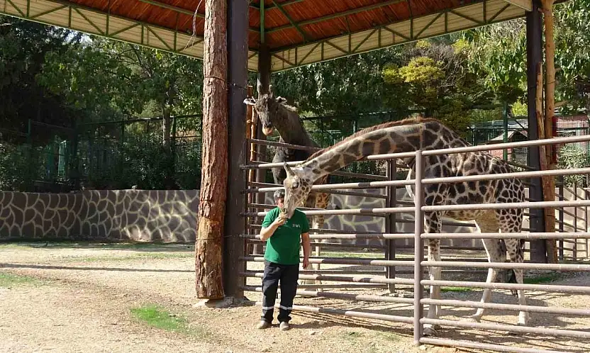 Zürafalar ile bakıcılarının dostluğu şaşırtıyor